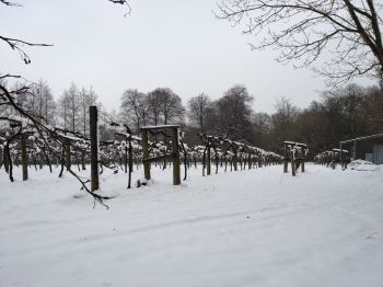Snowy Vines